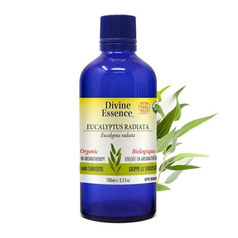 Eucalyptus radiata | Globuleux - Huiles Essentielles - DIVINE ESSENCE