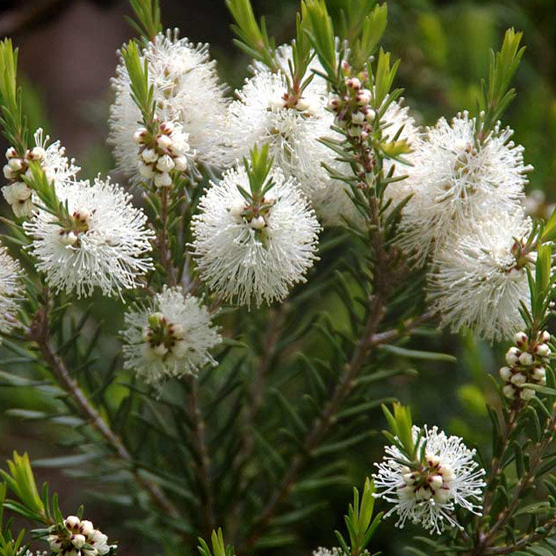 Tea Tree, Huile essentielle, biologique Australie - ZAYAT AROMA